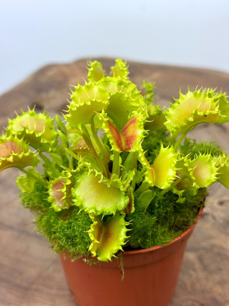 Dionaea Muscipula (Venus atrapamoscas) "The Zipp" | ø 8,5 cm x ↕ 10 cm