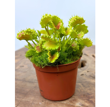 Dionaea Muscipula "The Zipp" | ø 8,5 cm x ↕ 10 cm