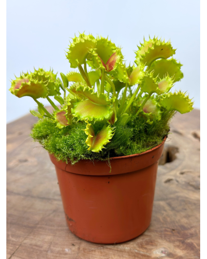 Dionaea Muscipula "The Zipp" | ø 8,5 cm x ↕ 10 cm
