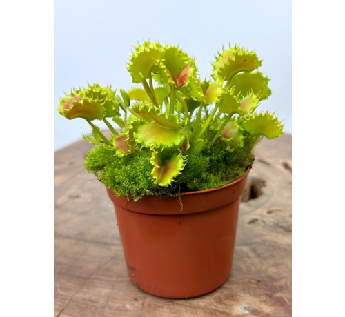 Dionaea Muscipula (Venus atrapamoscas) "The Zipp" | ø 8,5 cm x ↕ 10 cm
