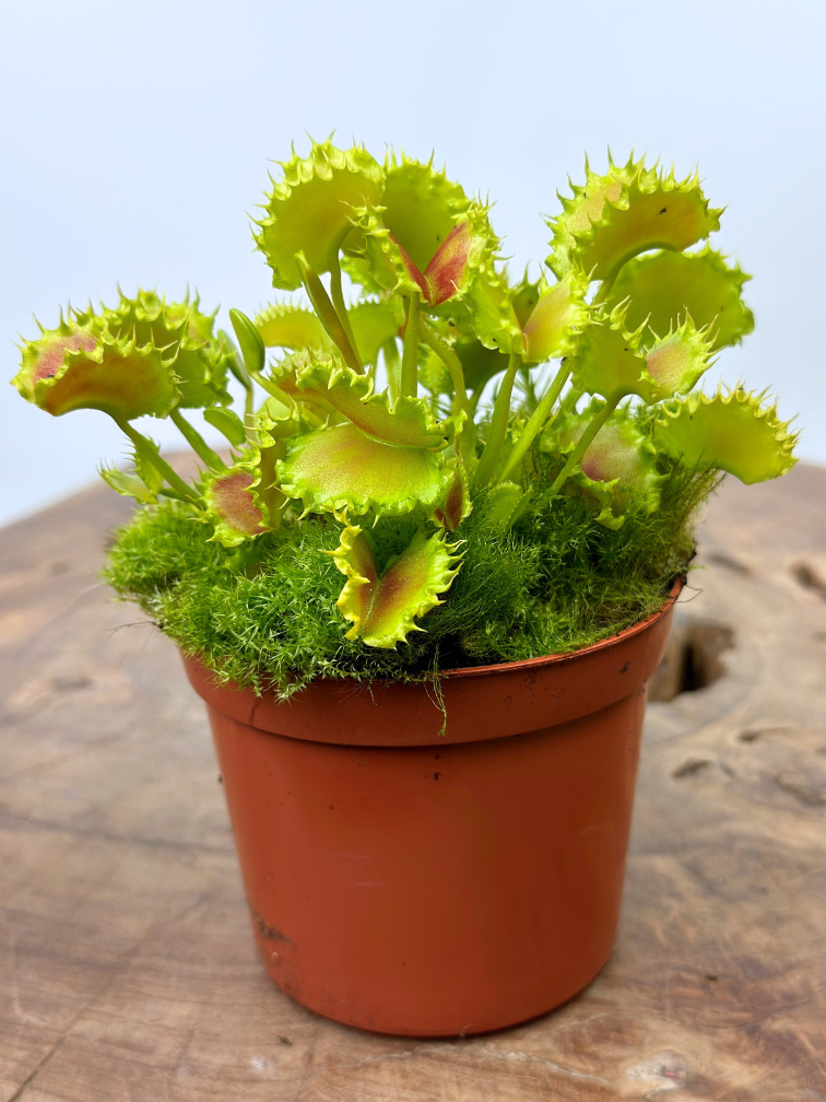 Dionaea Muscipula (Venus atrapamoscas) "The Zipp" | ø 8,5 cm x ↕ 10 cm