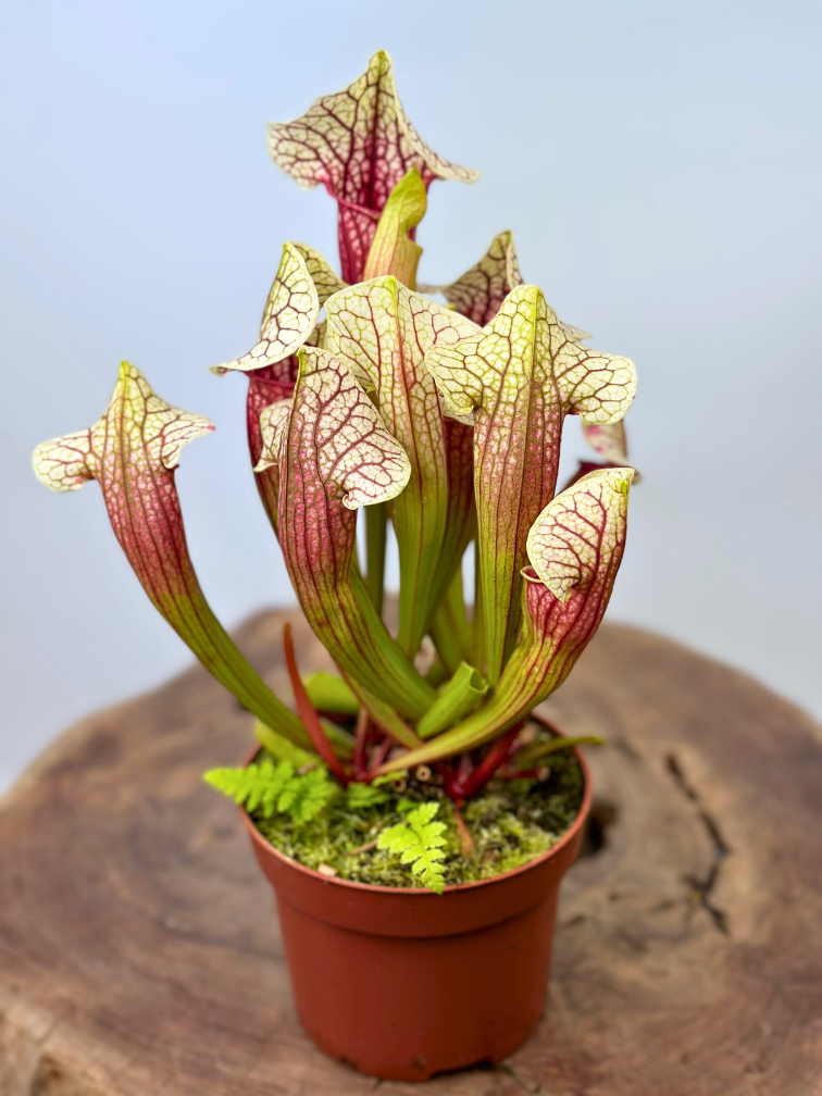 Sarracenia "Eva" - grand modèle | ø 12 cm x ↕ 20-25 cm