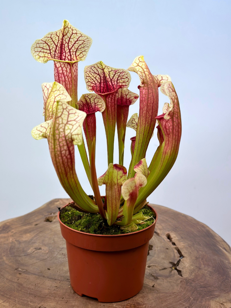 Sarracenia (Pitcher plant) "Eva" - stor | ø 12 cm x ↕ 20-25 cm