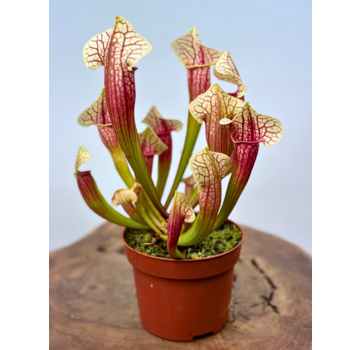 Sarracenia "Eva" - groß | ø 12 cm x ↕ 20-25 cm