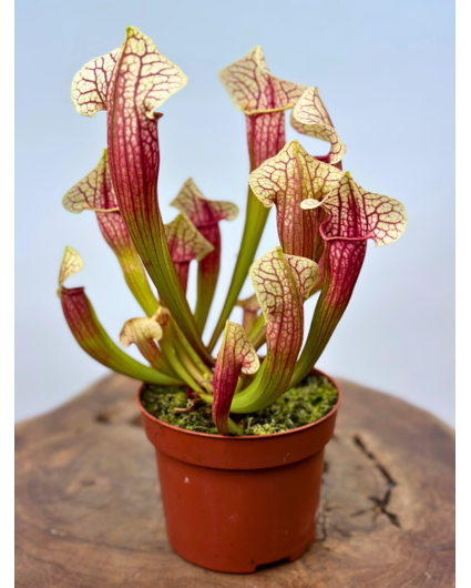 Sarracenia "Eva" - grande | ø 12 cm x ↕ 20-25 cm
