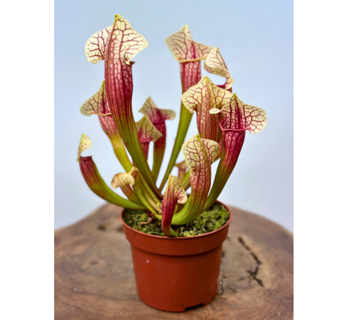 Sarracenia (Pitcher plant) "Eva" - large | ø 12 cm x ↕ 20-25 cm