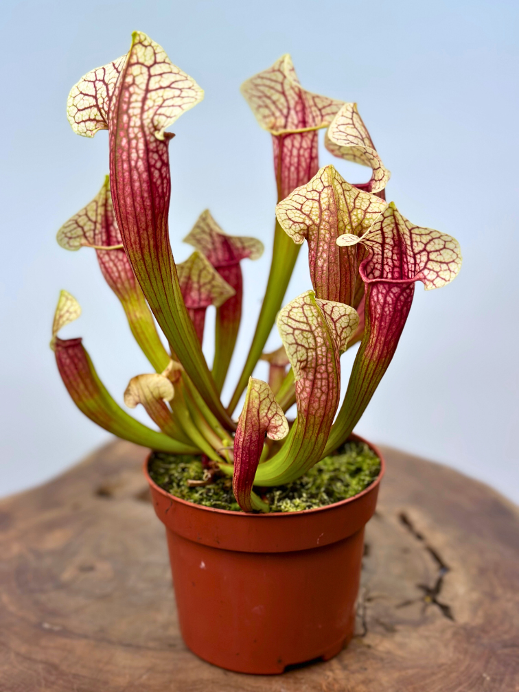 Sarracenia (Schlauchpflanze) "Eva" - groß | ø 12 cm x ↕ 20-25 cm