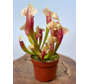 Sarracenia (Pitcher plant) "Eva" - large | ø 12 cm x ↕ 20-25 cm