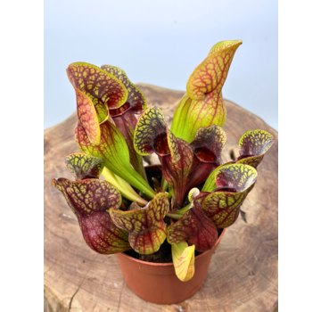 Sarracenia "Hans" - groß  | ø 12 cm x ↕ 15-20 cm