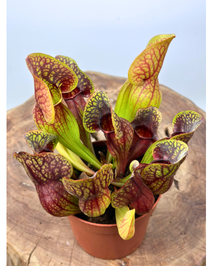 Sarracenia "Hans" - grand  | ø 12 cm x ↕ 15-20 cm