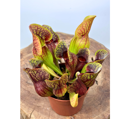 Sarracenia (Schlauchpflanze) "Hans" - groß  | ø 12 cm x ↕ 15-20 cm
