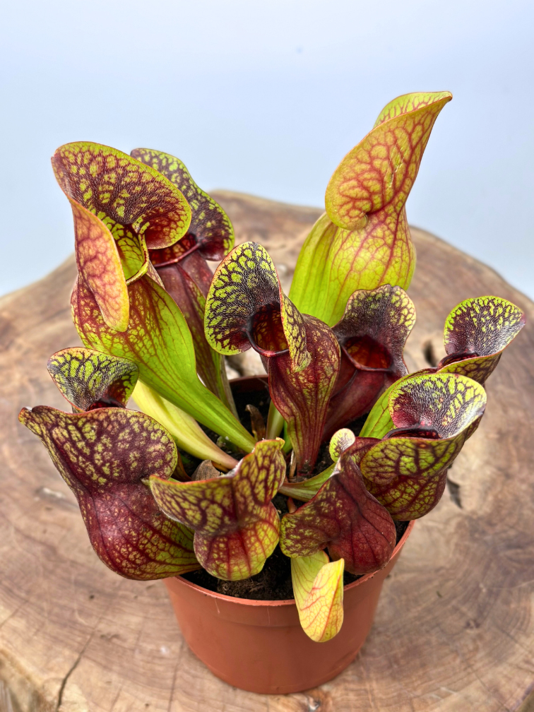 Sarracenia (Schlauchpflanze) "Hans" - groß  | ø 12 cm x ↕ 15-20 cm