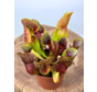 Sarracenia (Pitcher plant) "Hans" - stor  | ø 12 cm x ↕ 15-20 cm