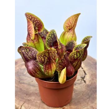 Sarracenia "Hans" - stor  | ø 12 cm x ↕ 15-20 cm