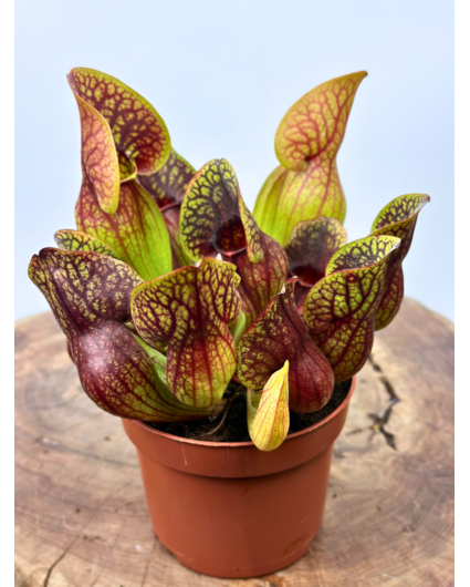 Sarracenia "Hans" - grand  | ø 12 cm x ↕ 15-20 cm