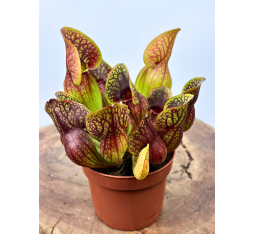 Sarracenia "Hans" - grand  | ø 12 cm x ↕ 15-20 cm