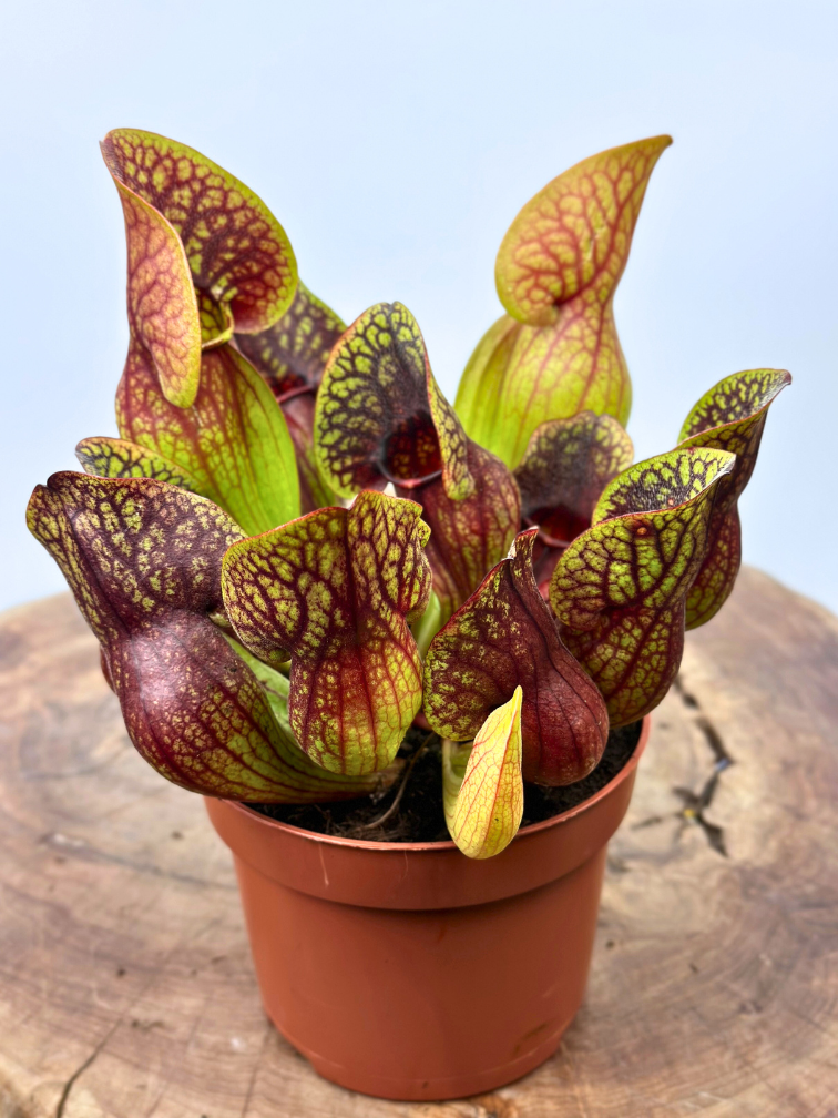 Sarracenia (Pitcher plant) "Hans" - stor  | ø 12 cm x ↕ 15-20 cm