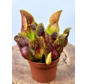 Sarracenia (Schlauchpflanze) "Hans" - groß  | ø 12 cm x ↕ 15-20 cm