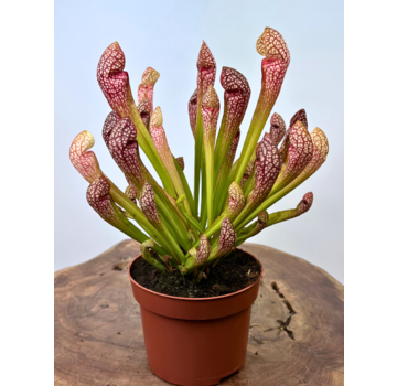 Sarracenia "Scarlet Belle" groß | ø 12 cm x ↕ 20 cm