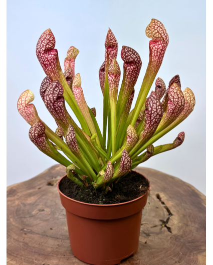 Sarracenia "Scarlet Belle" grand modèle | ø 12 cm x ↕ 20 cm