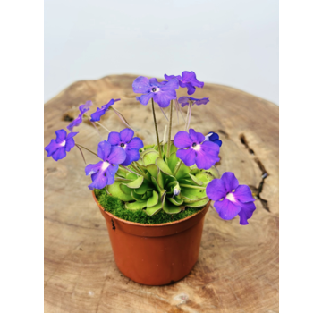 Pinguicula "Cyclosecta" | ø 8,5 cm x ↕ 25 cm