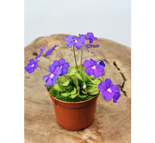 Pinguicula (Butterwort) "Cyclosecta" | ø 8,5 cm x ↕ 25 cm