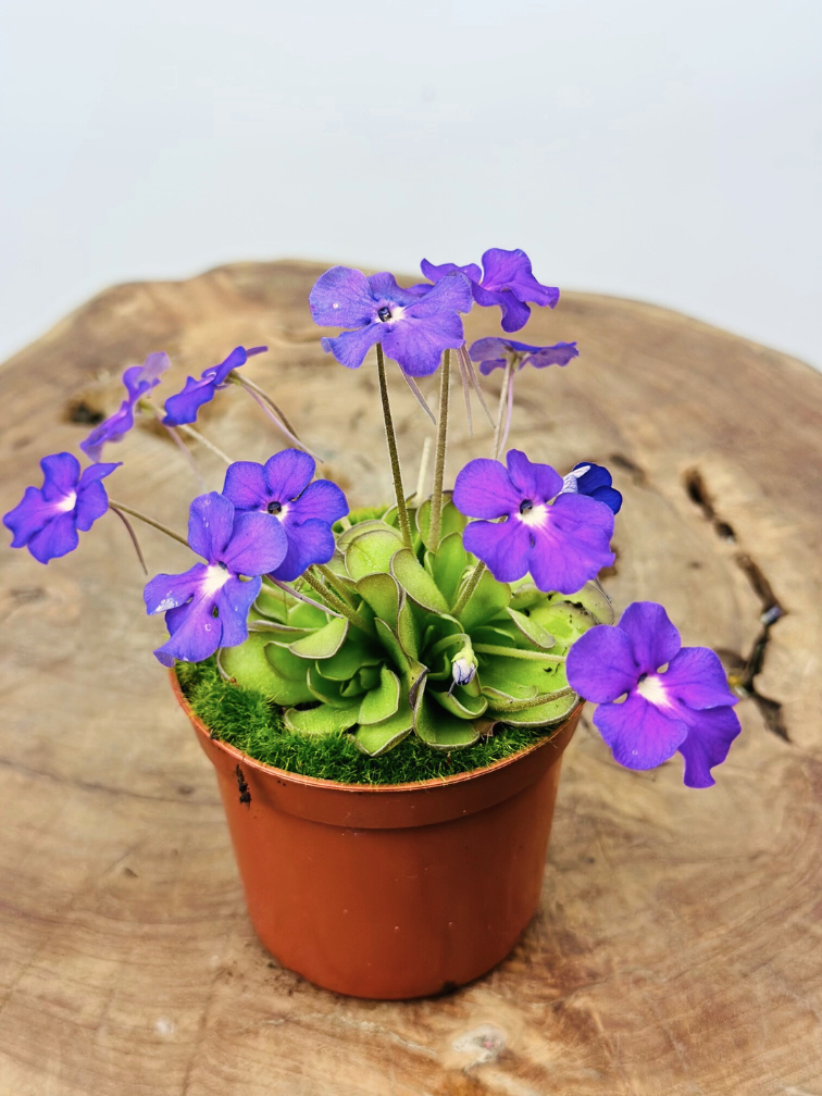 Pinguicula (Grassette) "Cyclosecta" | ø 8,5 cm x ↕ 25 cm