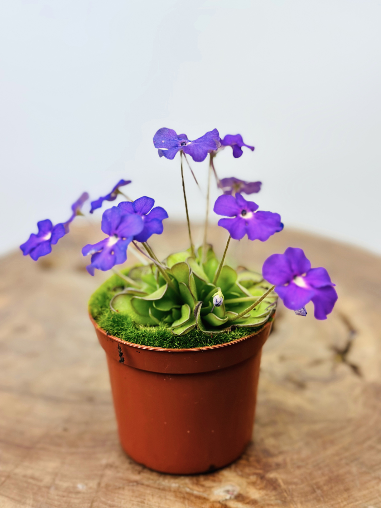 Pinguicula "Cyclosecta" | ø 8,5 cm x ↕ 25 cm