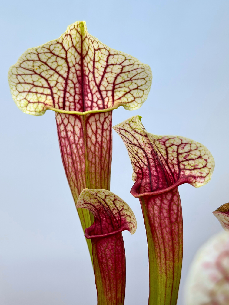 Sarracenia (Pitcher plant) "Eva" - large | ø 12 cm x ↕ 20-25 cm