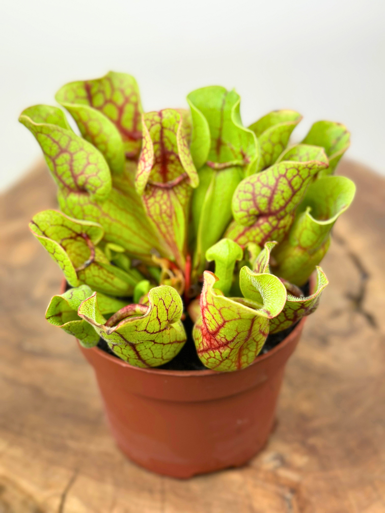 Sarracenia “Venosa Verde” - grande | ø 12 cm x ↕ 10 cm