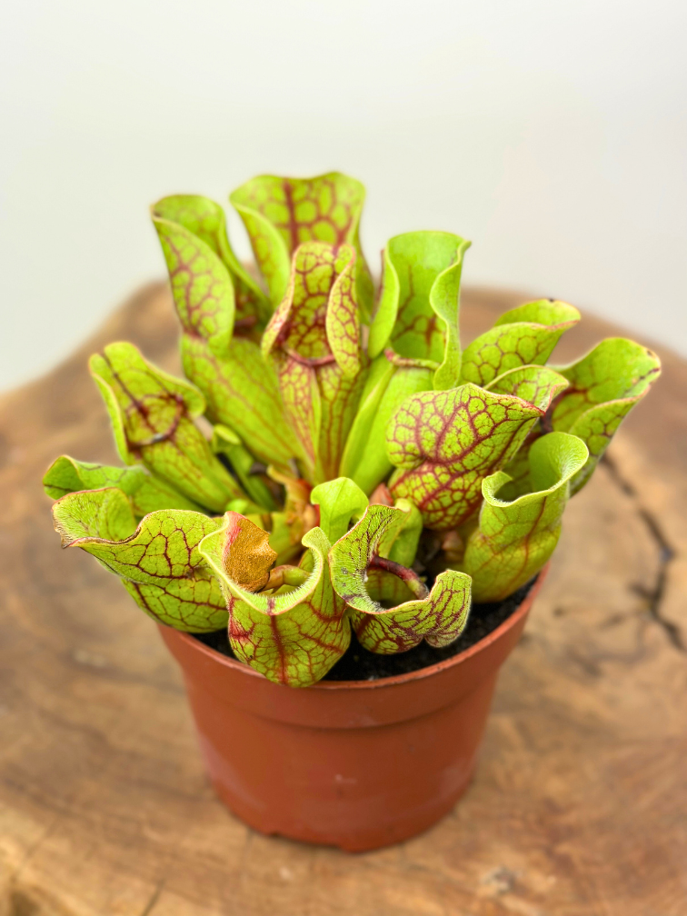 Sarracenia “Venosa Verde” - grande | ø 12 cm x ↕ 10 cm