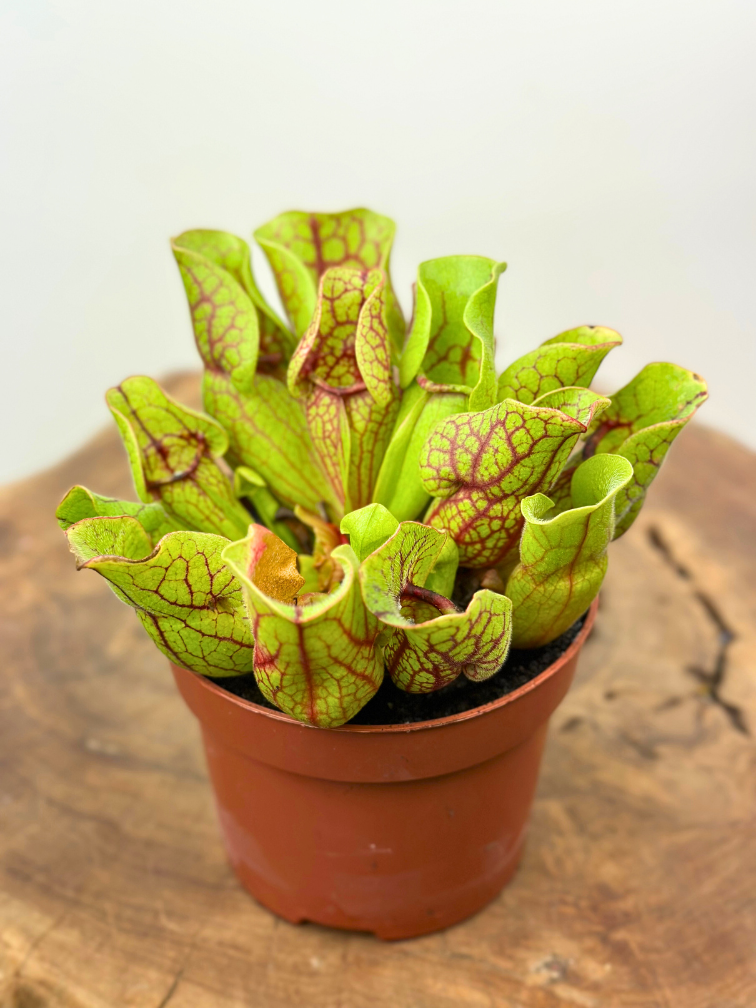 Sarracenia “Venosa Verde” - grande | ø 12 cm x ↕ 10 cm