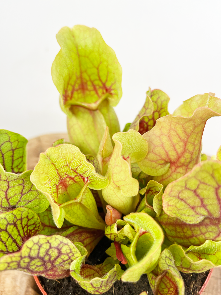 Sarracenia “Venosa Verde” - grande | ø 12 cm x ↕ 10 cm