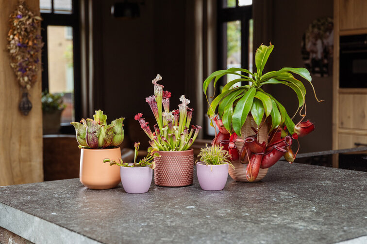 Sarracenia “Venosa Verde” - grande | ø 12 cm x ↕ 10 cm