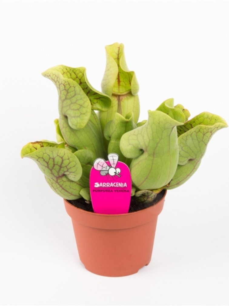 Sarracenia “Venosa Verde” - grande | ø 12 cm x ↕ 10 cm