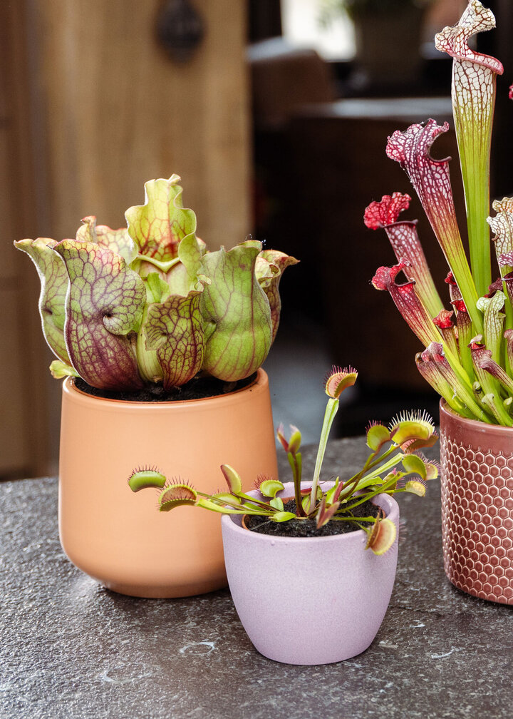 Sarracenia “Venosa Verde” - grande | ø 12 cm x ↕ 10 cm