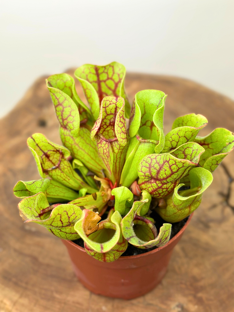 Sarracenia “Venosa Verde” - grande | ø 12 cm x ↕ 10 cm