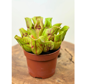 Schlauchpflanze „Venosa Grün“ – groß | ø 12 cm x ↕ 10 cm