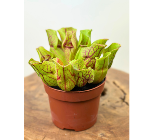 Sarracenia “Venosa Verde” - grande | ø 12 cm x ↕ 10 cm