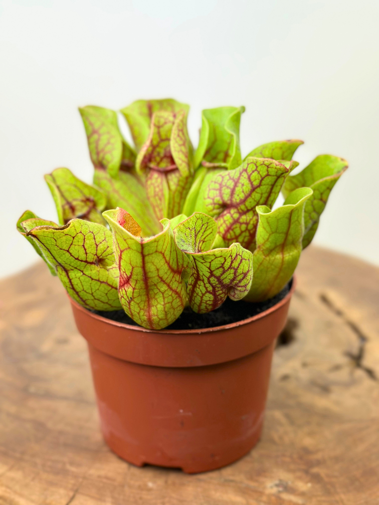 Sarracenia “Venosa Verde” - grande | ø 12 cm x ↕ 10 cm
