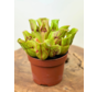 Sarracenia “Venosa Verde” - grande | ø 12 cm x ↕ 10 cm