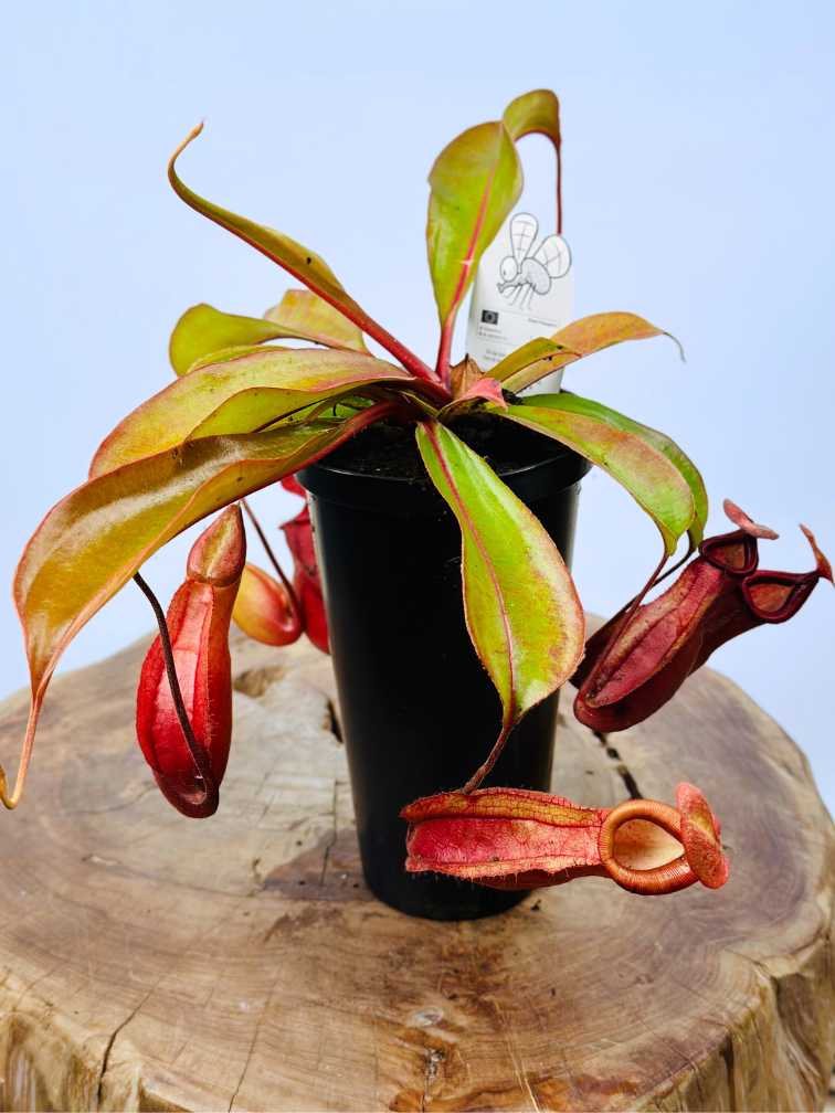 Kannenpflanze „Hybride“ – groß | ø 12 cm x ↕ 20 cm