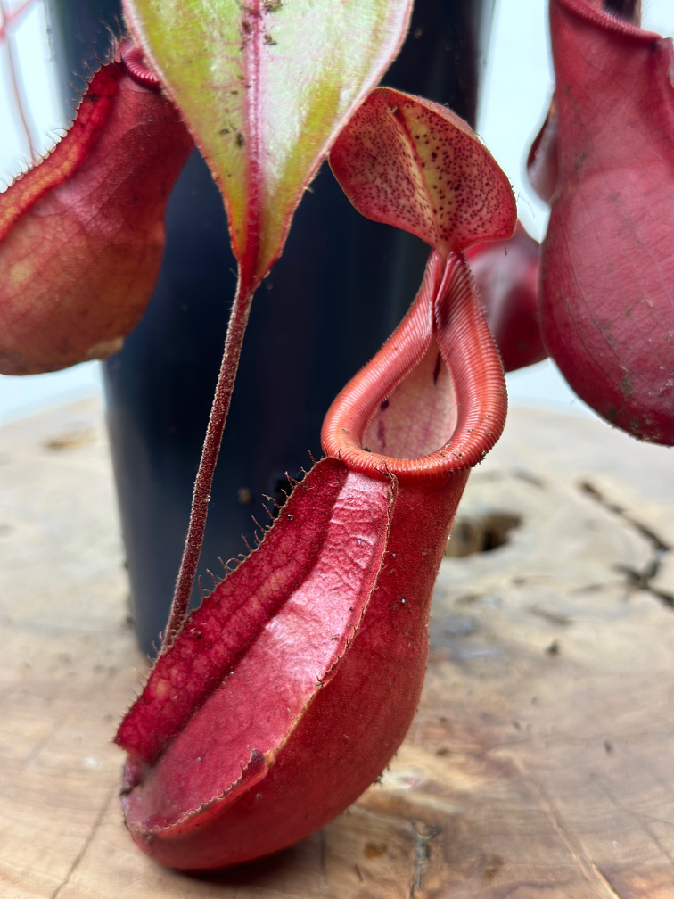 Pitcher plant ‘Hybrid’ - large | ø 12 cm x ↕ 20 cm