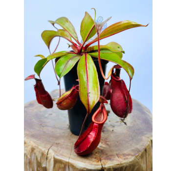 Pitcher plant ‘Hybrid’ - large | ø 12 cm x ↕ 20 cm