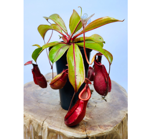 Pitcher plant ‘Hybrid’ - large | ø 12 cm x ↕ 20 cm