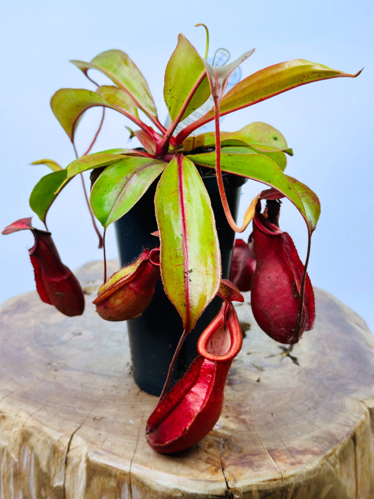 Kannenpflanze „Hybride“ – groß | ø 12 cm x ↕ 20 cm