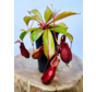 Kannenpflanze „Hybride“ – groß | ø 12 cm x ↕ 20 cm