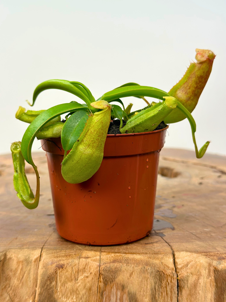 Nepenthes "Miranda" - petit | ø 8,5 cm x ↕ 5 cm