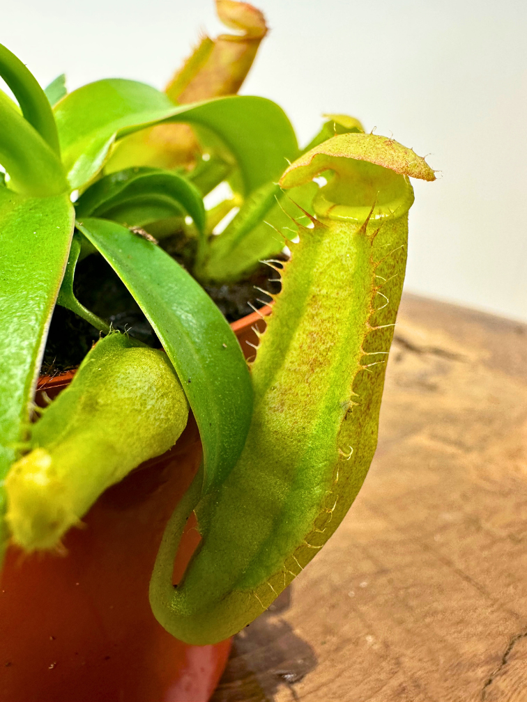 Nepenthes "Miranda" - pequeña  | ø 8,5 cm x ↕ 5 cm