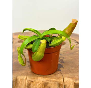 Nepenthes "Miranda" - piccola  | ø 8,5 cm x ↕ 5 cm